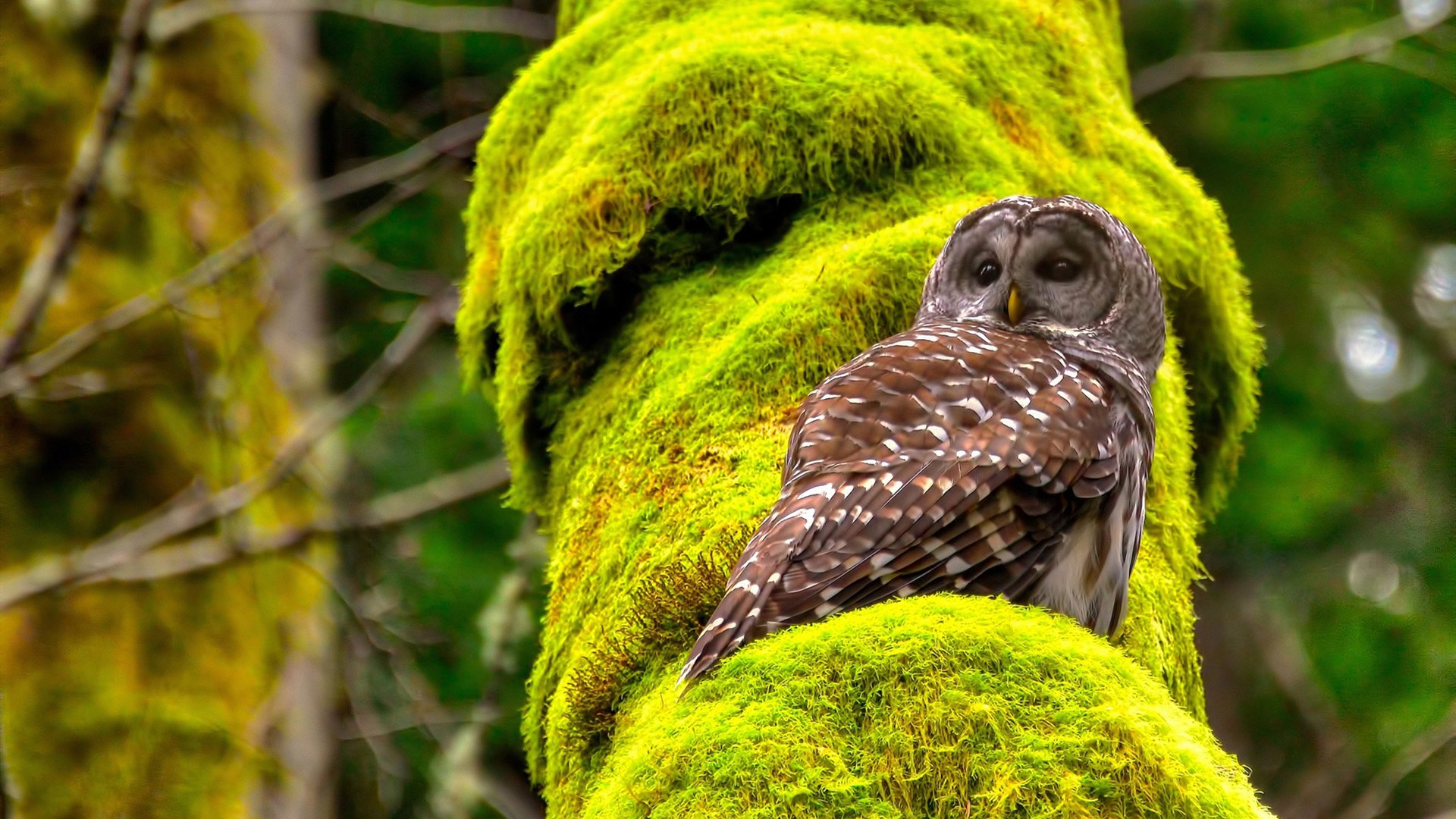 开云·Kaiyun网页版-勇士发布“篮球哲学”系列书籍，深入浅出解读战术，篮球哲理