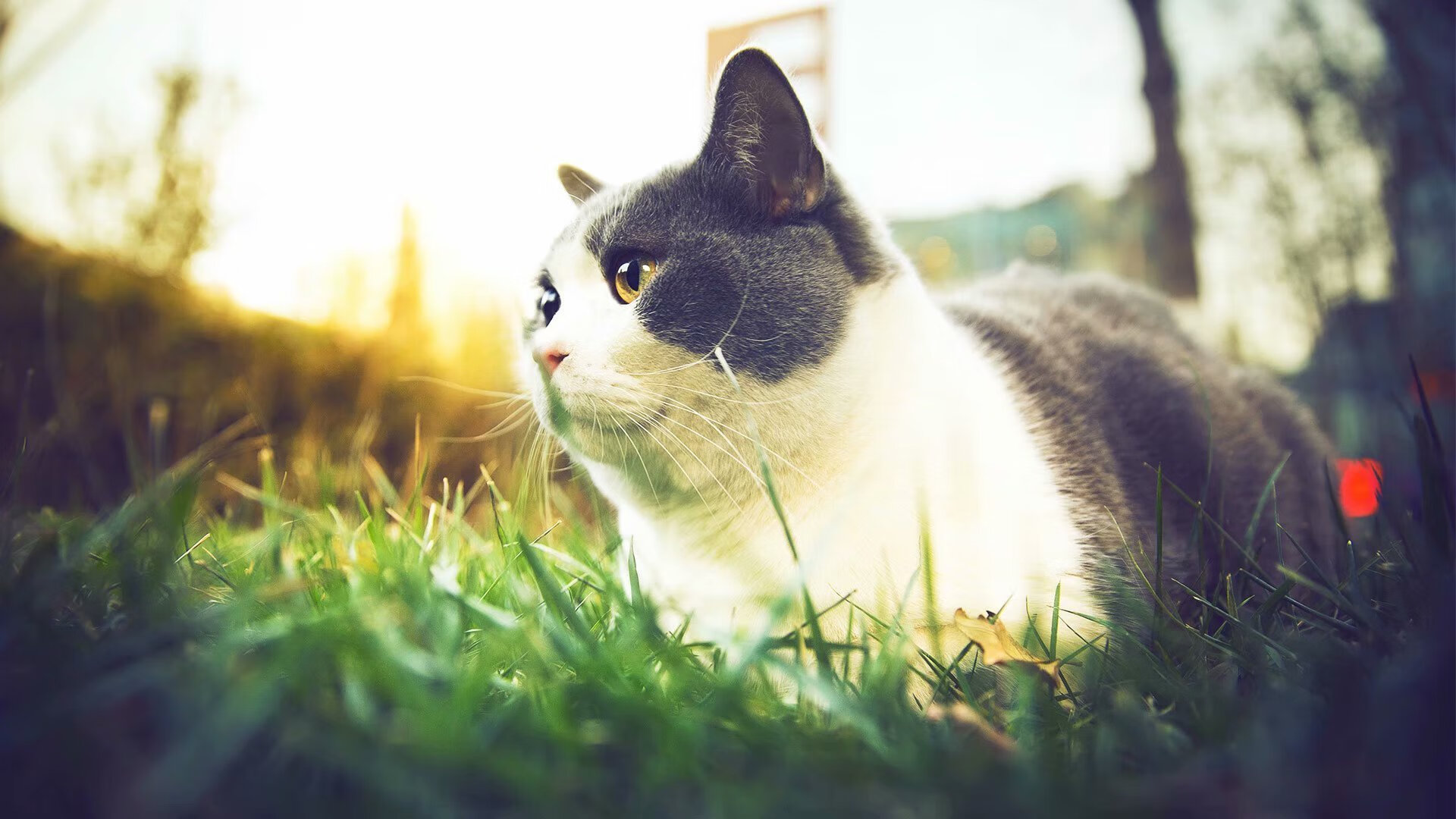 智能硬件助力：让比赛更公平、更高效、更炫酷，智能硬件mz