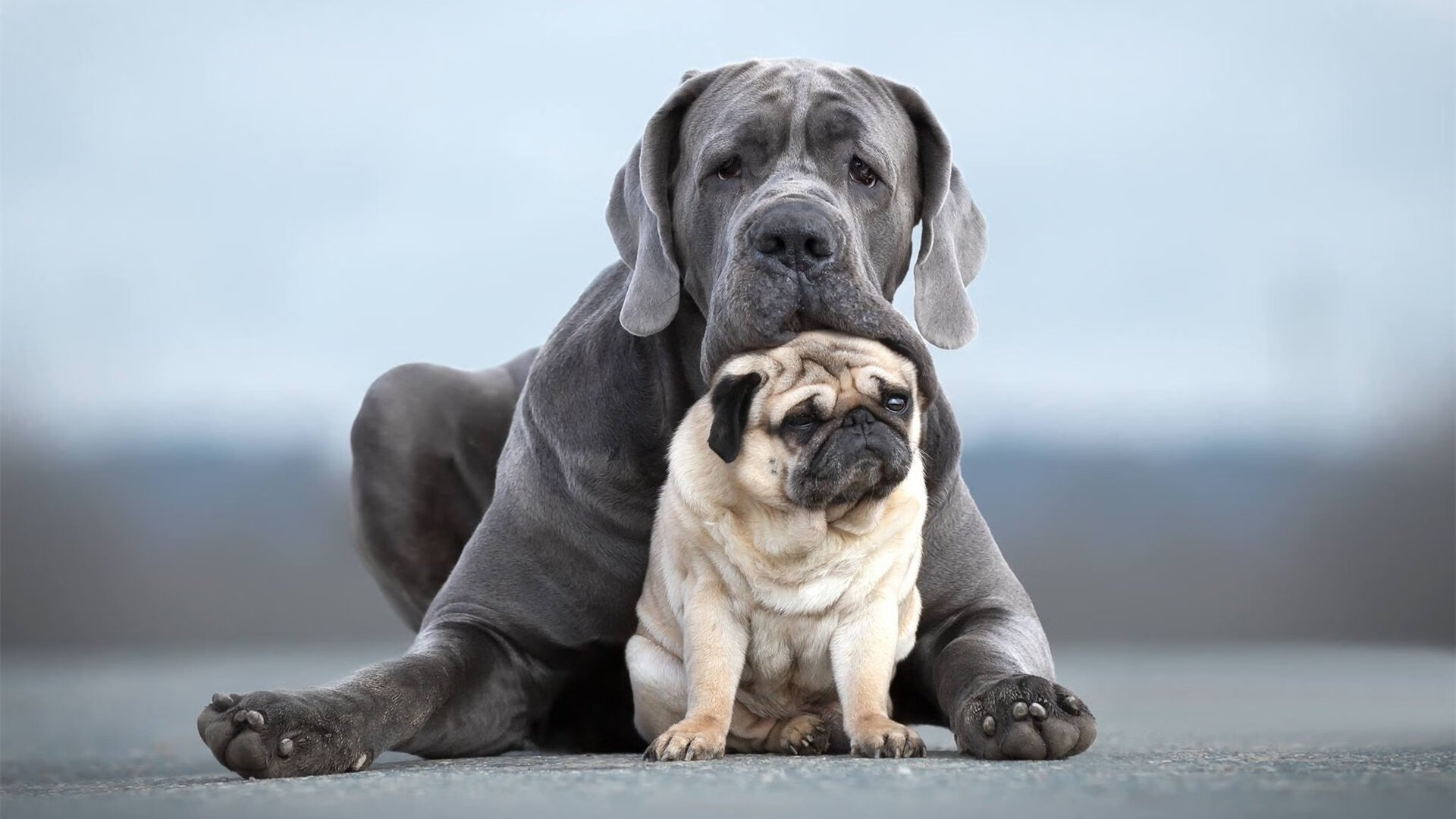 kaiyun体育app-电竞赛事志愿者招募火热进行中，电竞比赛志愿者招募