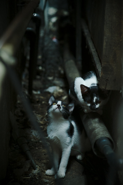 开云体育APP下载-青少年裁判员能力提升工程在全国范围内全面铺开，青少年锦标赛年龄限制