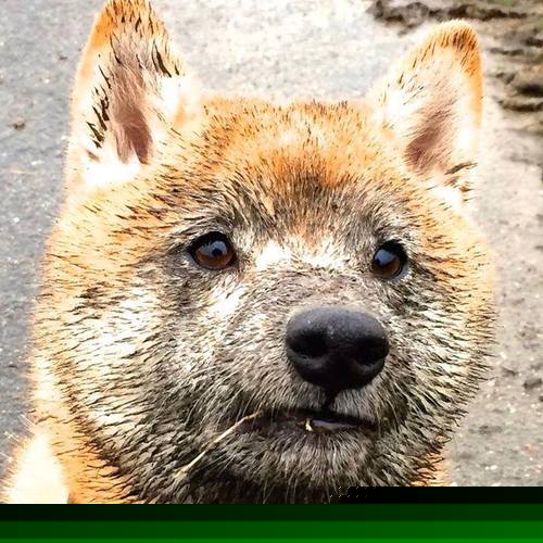 开云平台-C9代表北美出战全明星赛，c9比赛