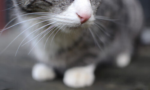 开云入口-全球足球比赛激情燃烧，赛场氛围热烈，全球足球赛事情报速递