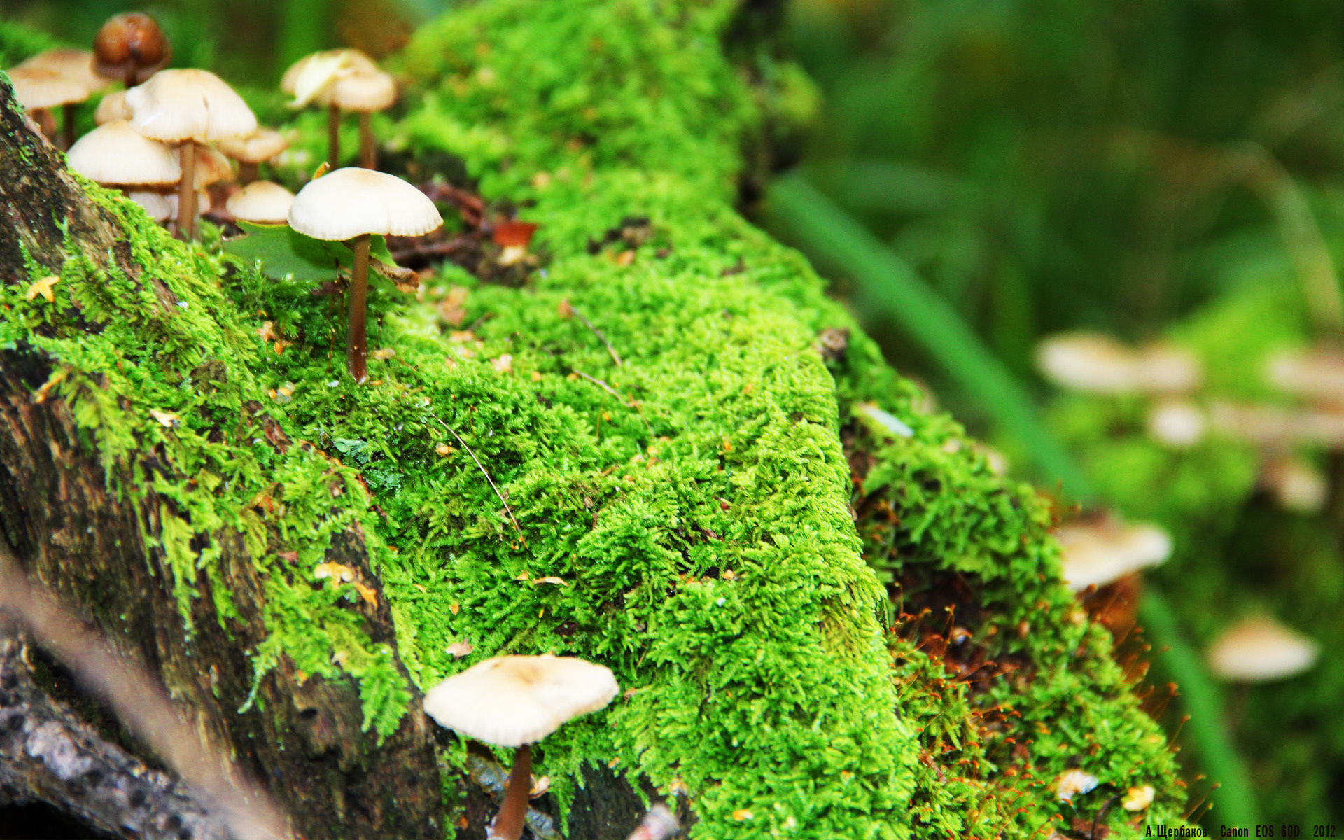 全球足球比赛激情燃烧,赛场氛围热烈,全球足球赛事情报速递