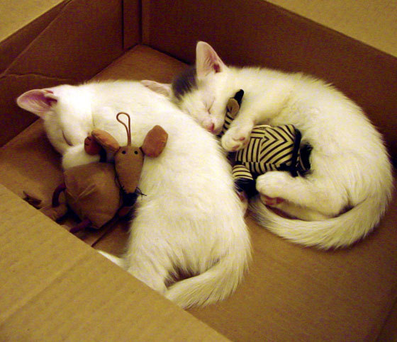 kaiyun中国官方网站-公牛逆转独行侠，东部决赛中德罗赞创下生涯新高，公牛退役罗德曼